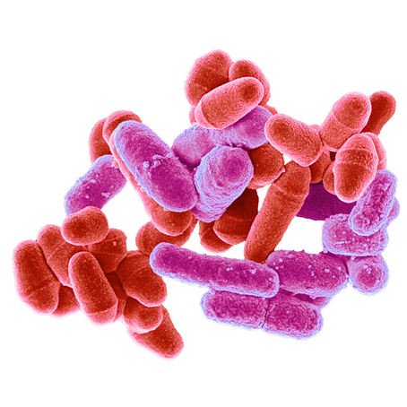 Prebiotics vs Probiotics